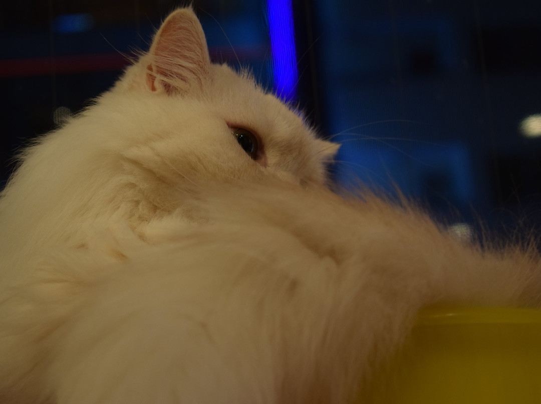 Cat Cafe Nyankoto-Takadanobaba必去景点