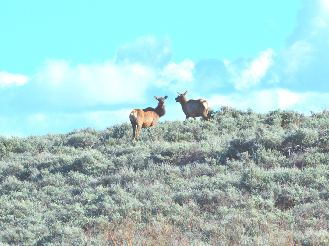 Quartz Creek Trail Rides-Parlin必去景点