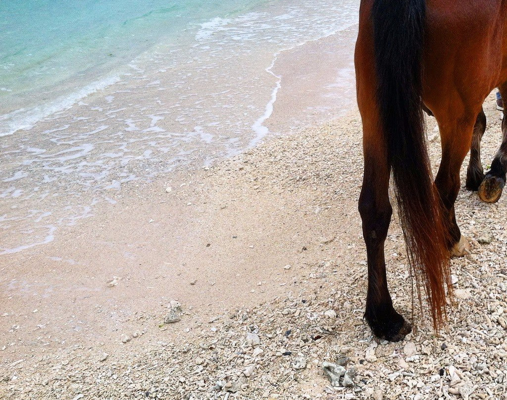 Iejima Beach Side Horse Park-伊江村必去景点