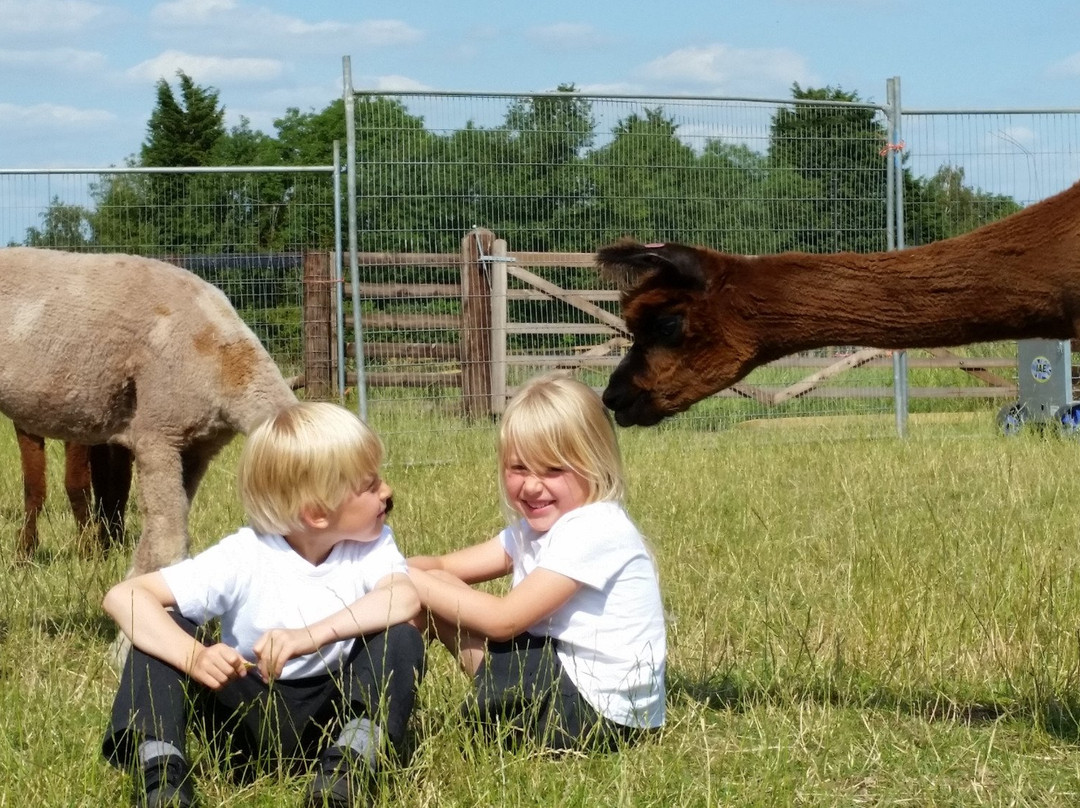 Winwick Barn Alpacas景点图片