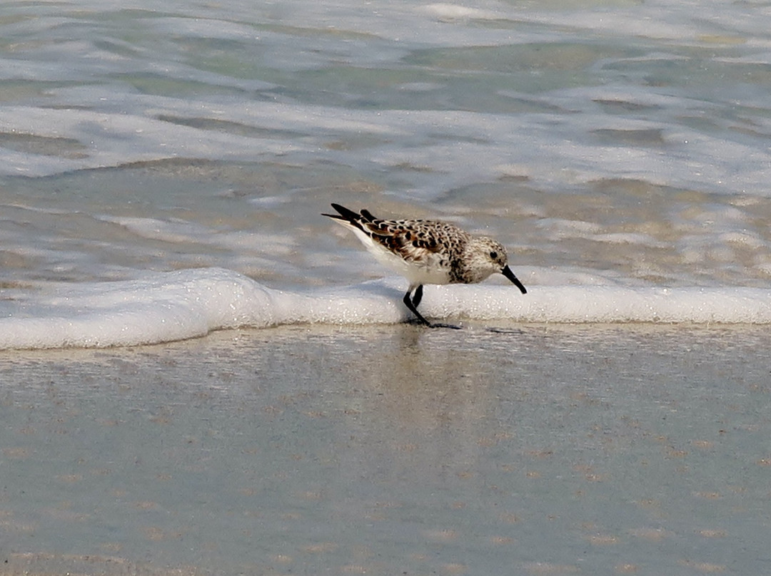 Don Pedro Island State Park-Cape Haze必去景点