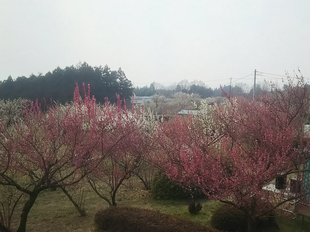 Misato Bairin景点图片