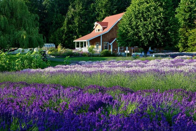 Purple Haze Lavender Farm景点图片