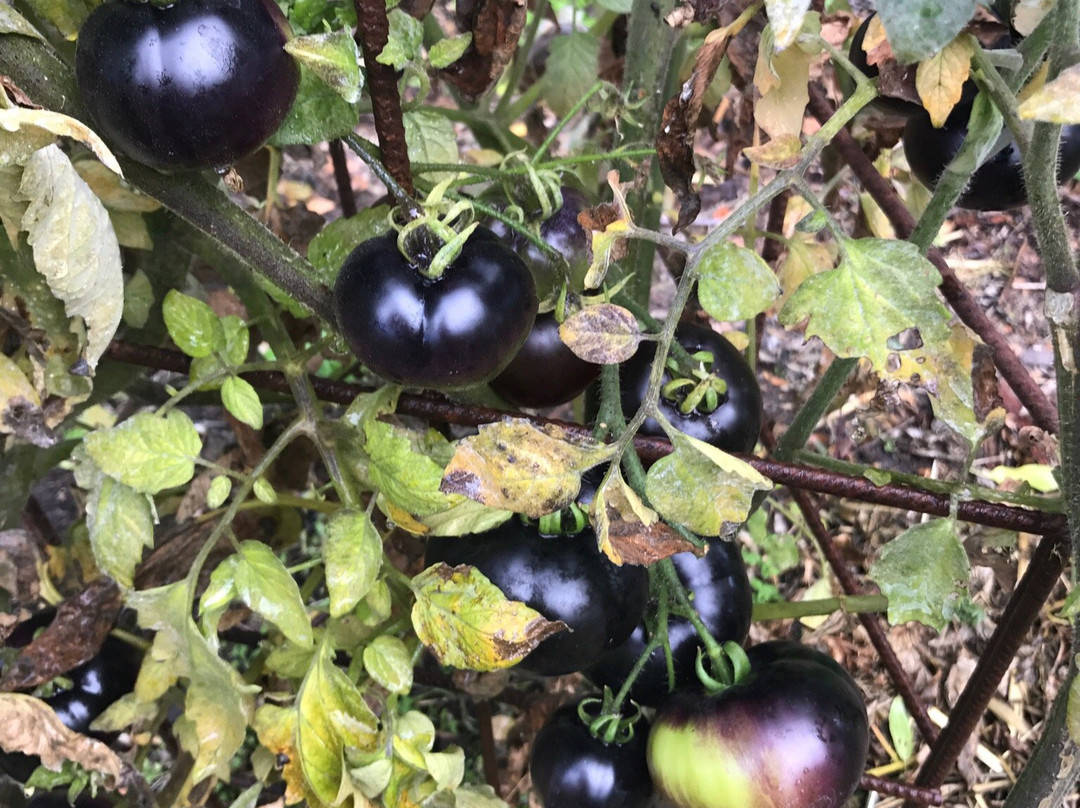 The Agrarian Kitchen Cooking Classes-Lachlan必去景点