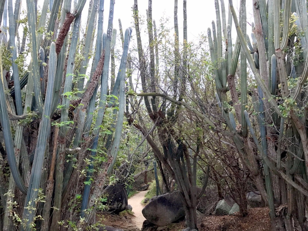 Frenchman's Cay-托土拉必去景点