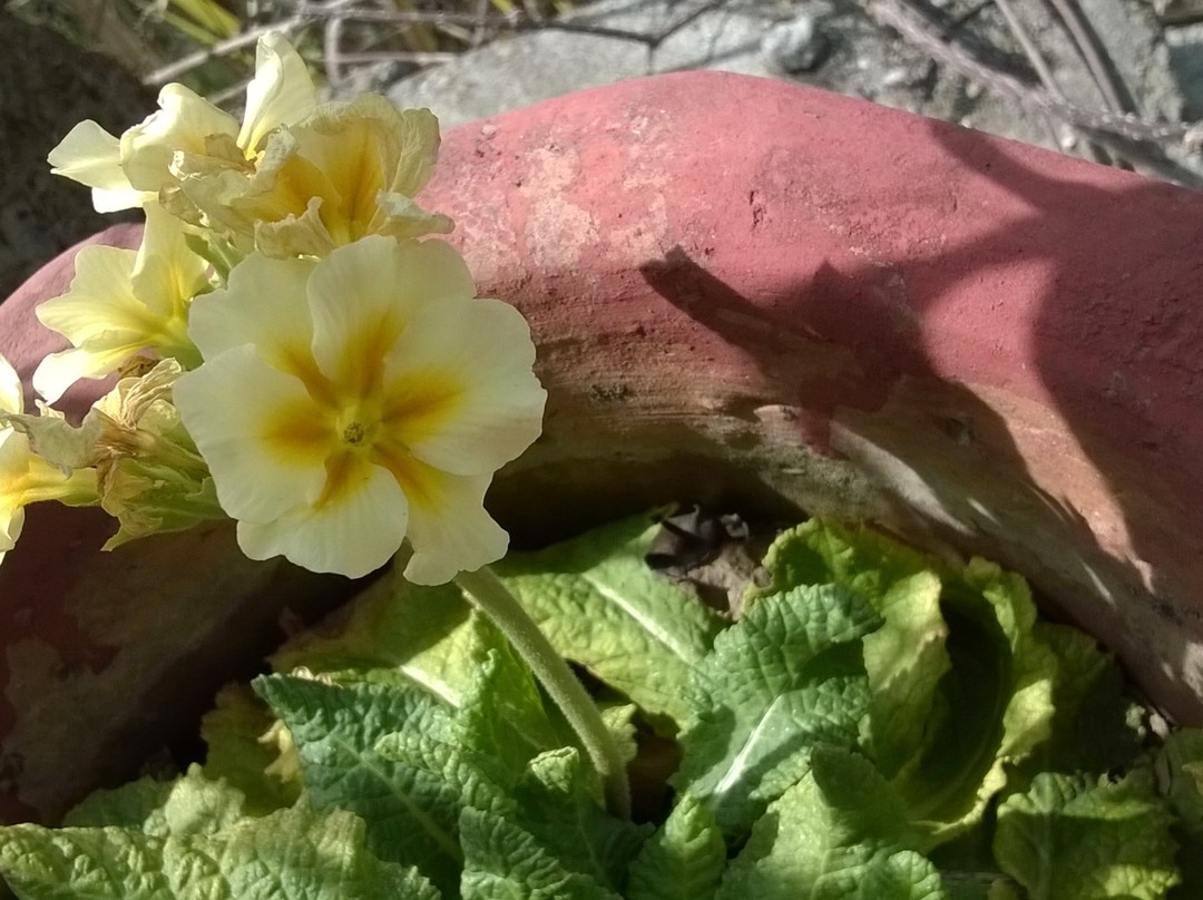 Himalayan Botanical Garden景点图片