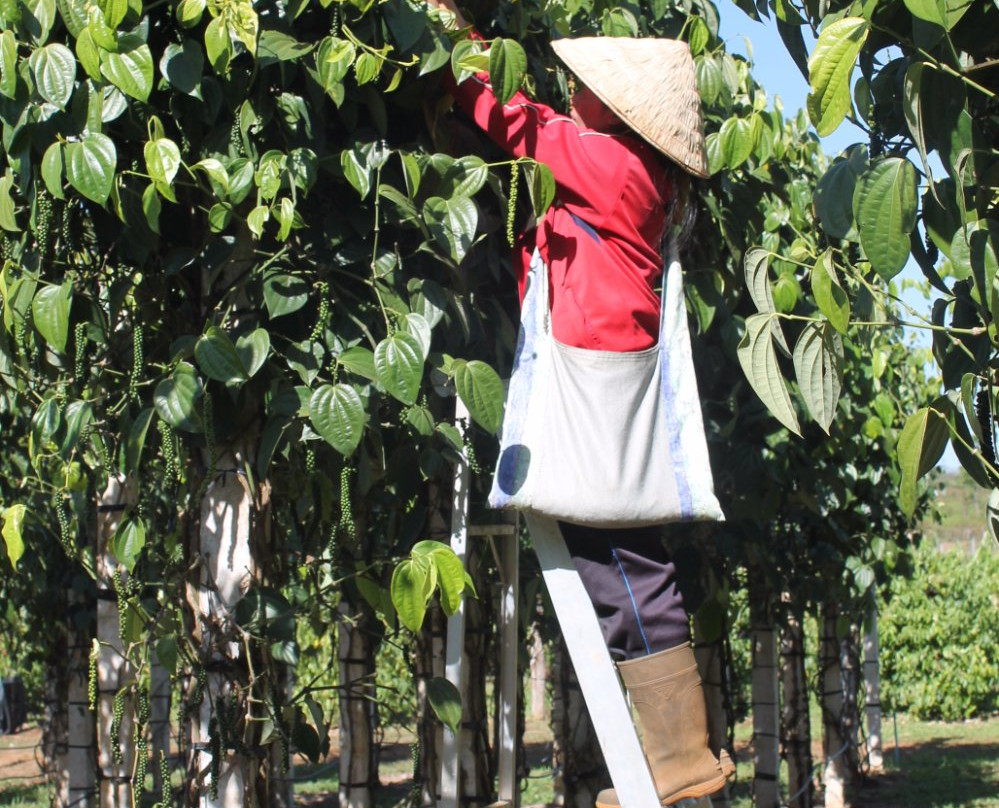 Mai Savanh Lao-万象必去景点