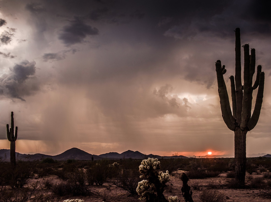 Elan Wollitzer Gallery-斯科茨代尔必去景点