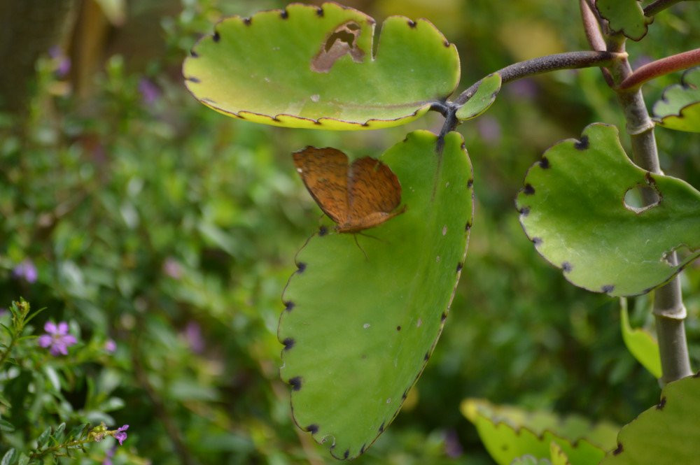 Butterfly Park-班加罗尔必去景点