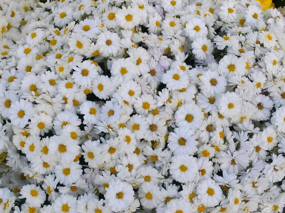 Iksan Jungang Cheyuk Park-益山市必去景点