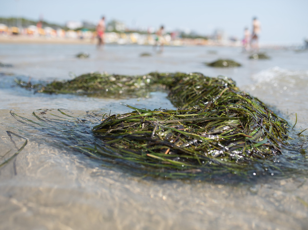 Lignano Sabbiadoro Beach景点图片