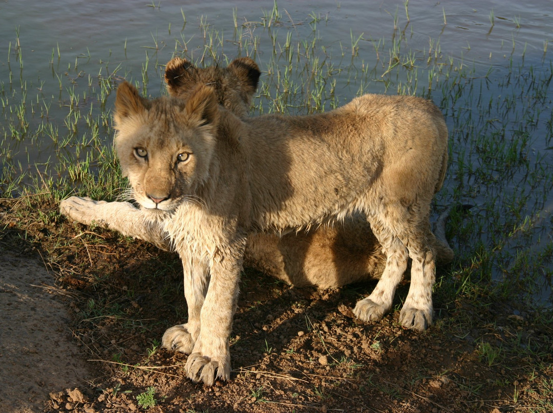Lion Walk Safari景点图片