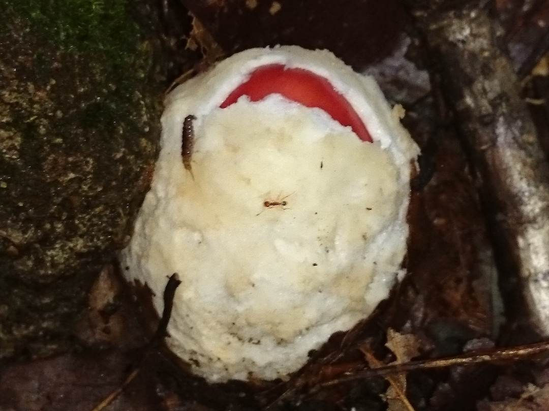 あかり 鶏料理 鍋