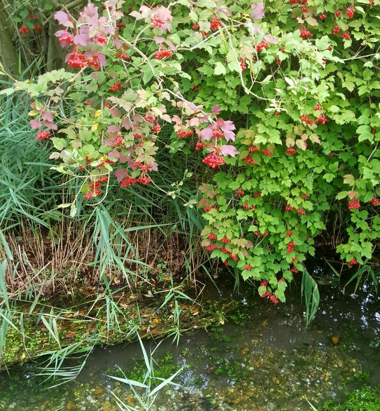 RSPB Fowlmere Nature Reserve景点图片