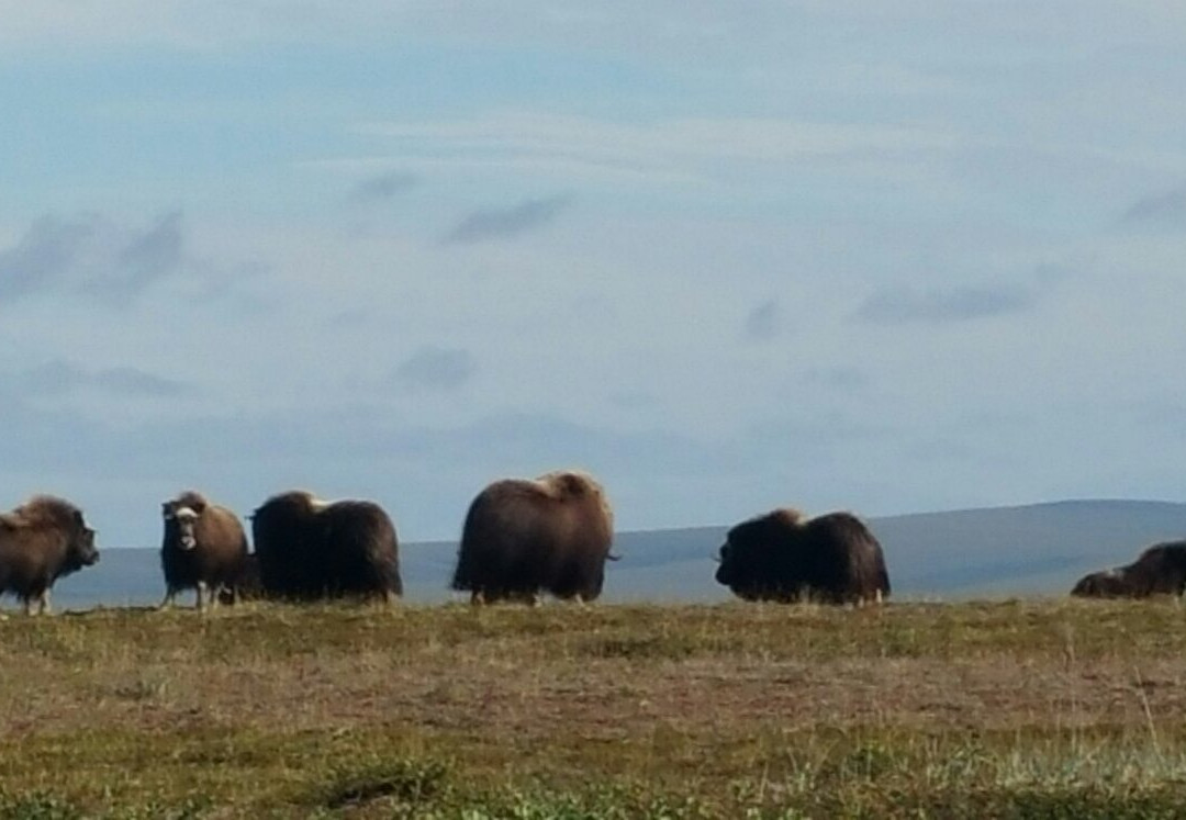 Cape Krusenstern National Monument-Kotzebue必去景点