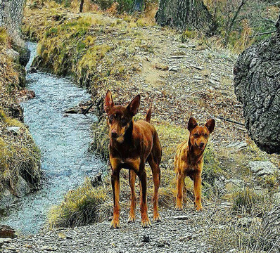 Canar旅游攻略图片