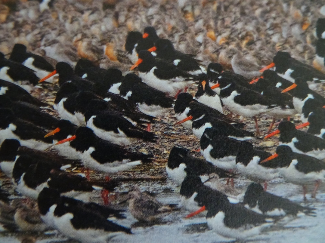 Vogelreservaat Polder IJdoorn景点图片