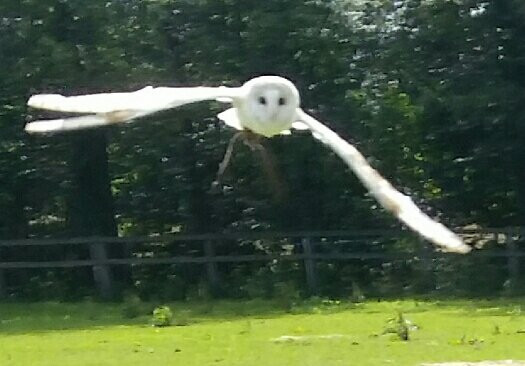 Excel Falconry景点图片