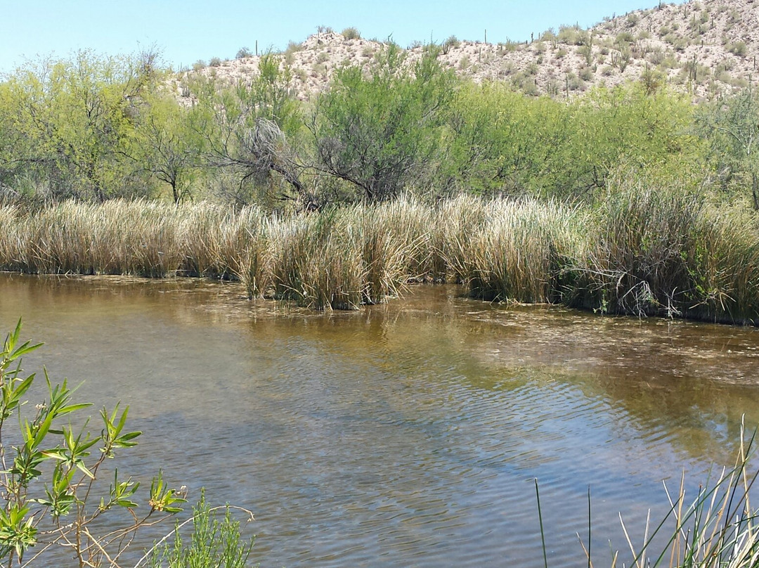 Quitobaquito Spring-Ajo必去景点