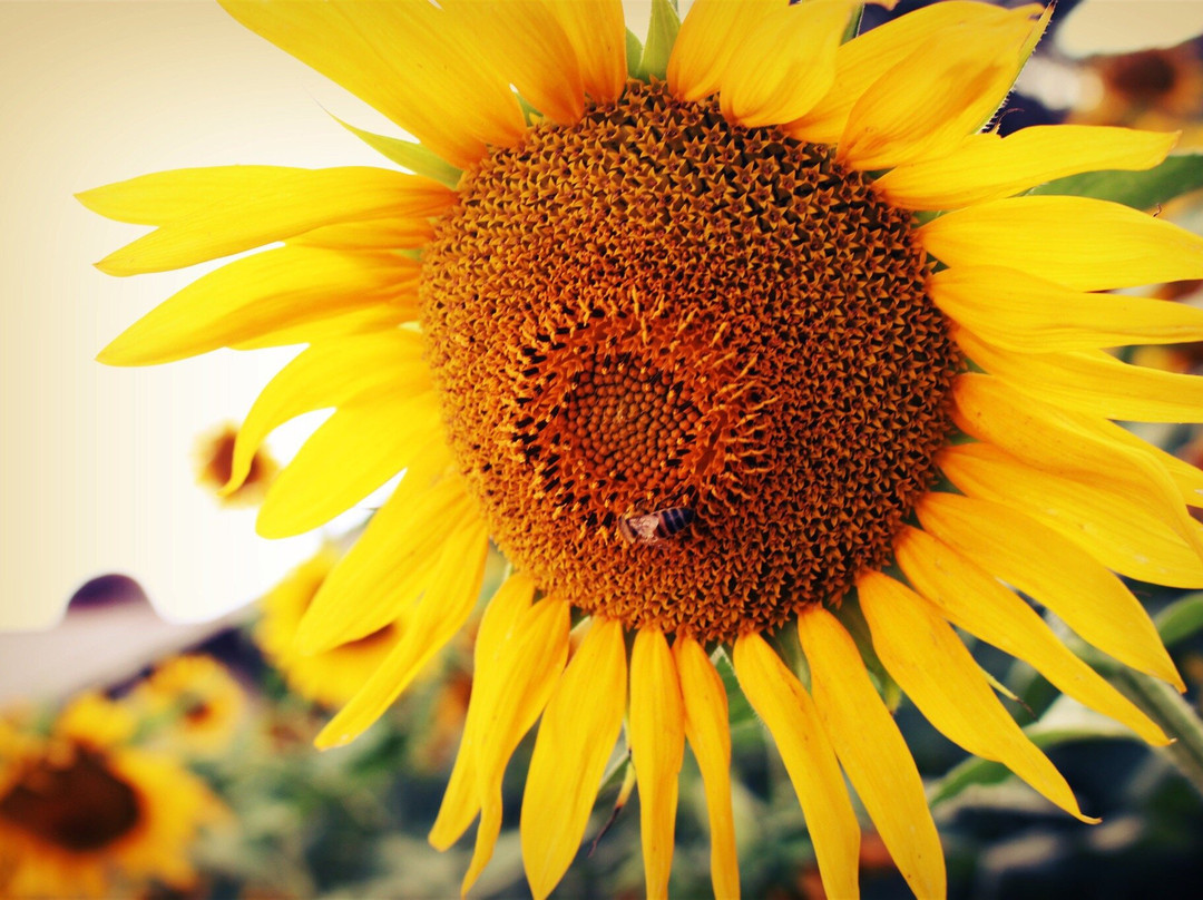 Batey Farms-默弗里斯伯勒必去景点