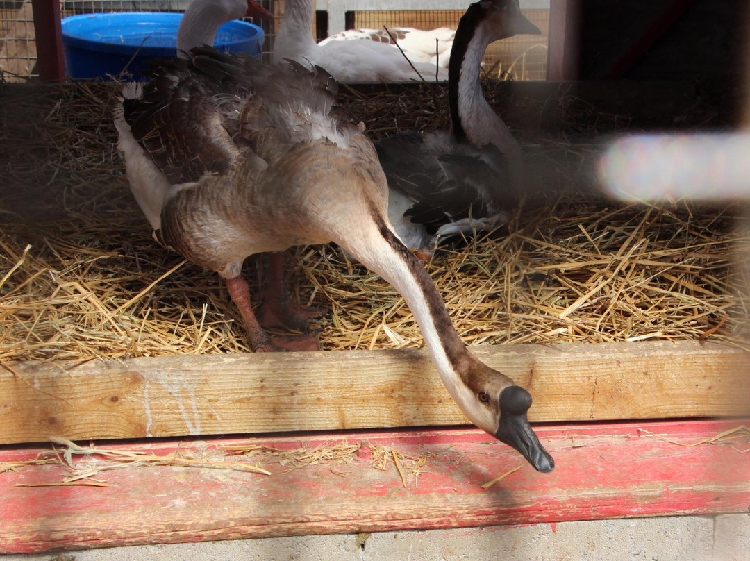 Far Enough Farm-多伦多必去景点