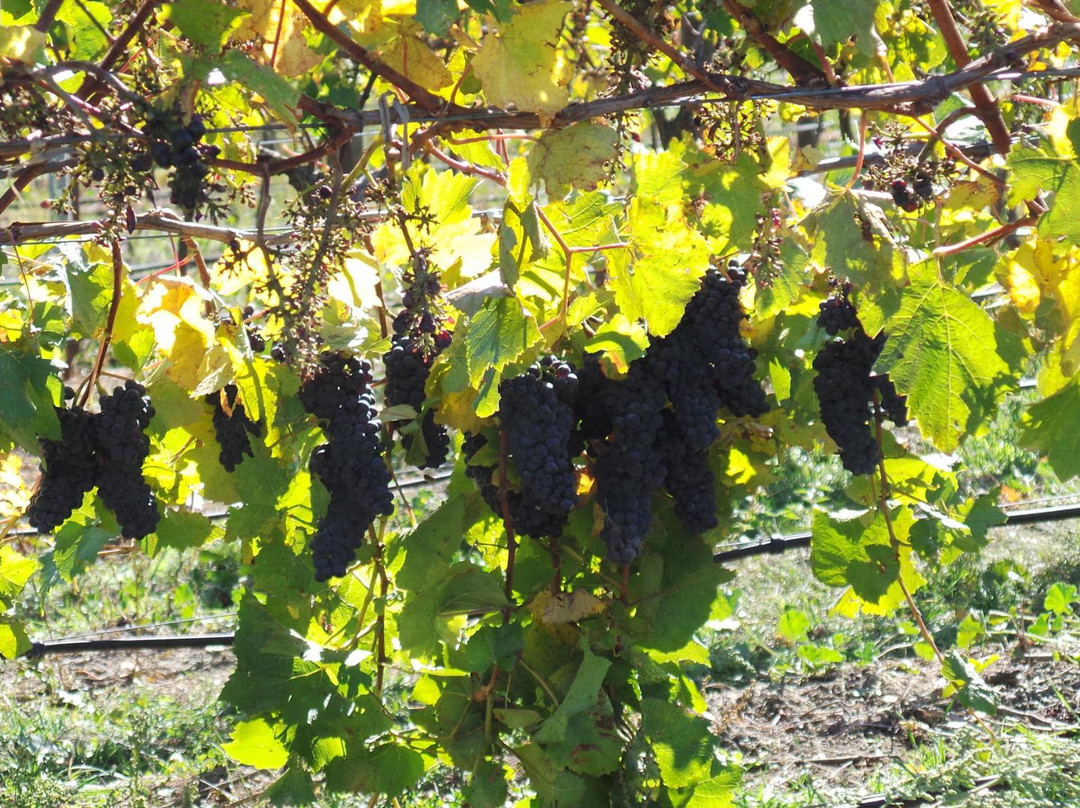 Martinborough Vineyard景点图片