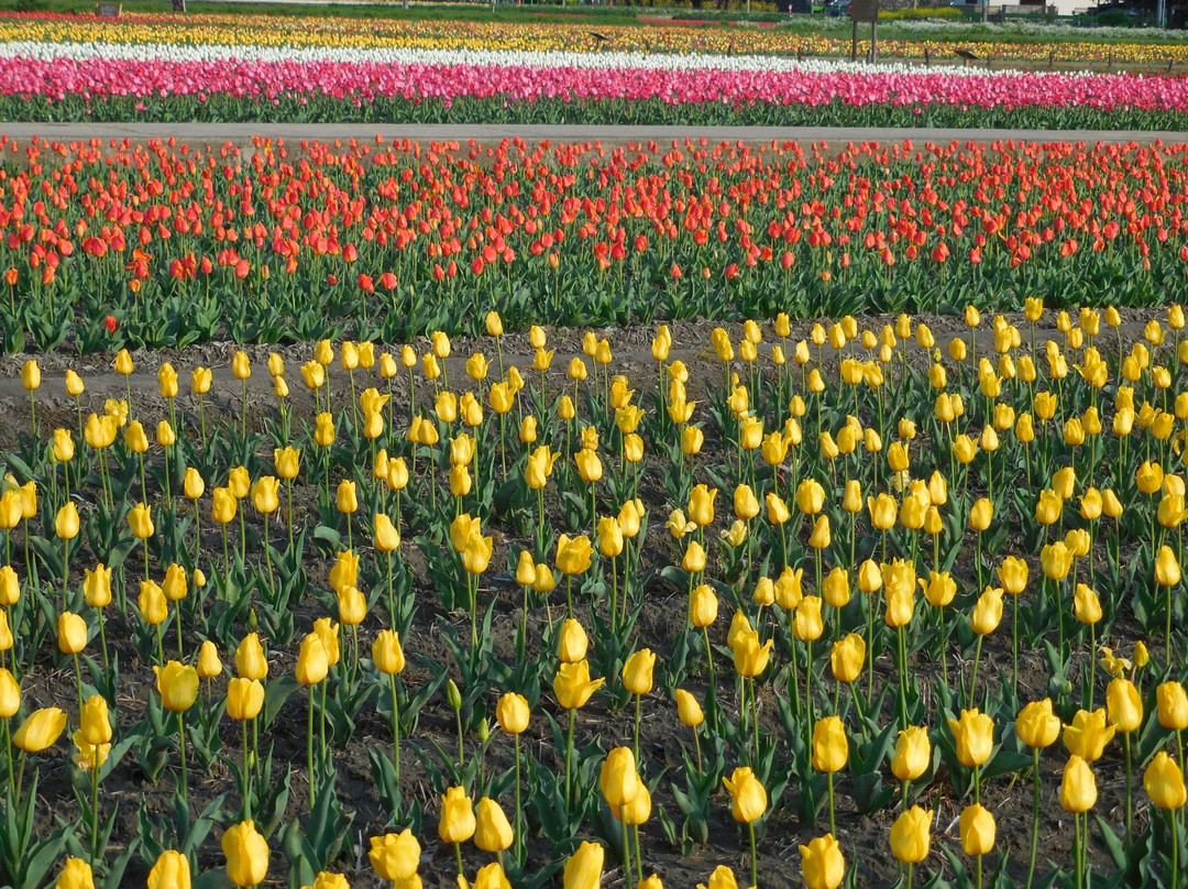Negaramimae Paddy-羽村市必去景点