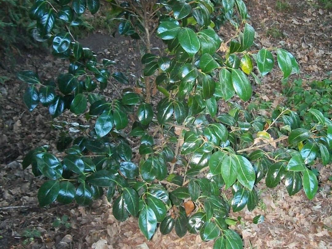 Karituwhenua Stream Walkway景点图片