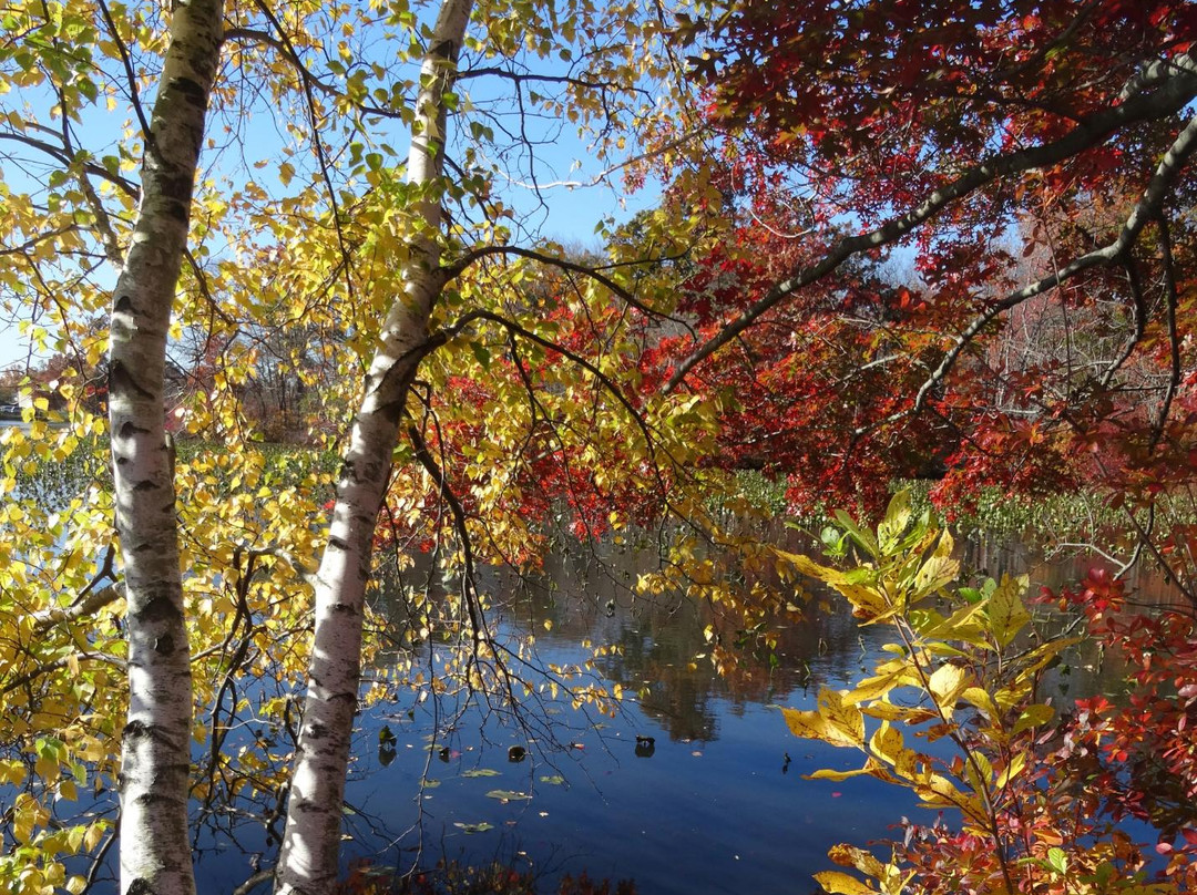 Mill Pond Park景点图片