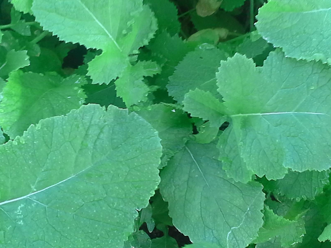 Eleuthera Island Farm-伊柳塞拉必去景点