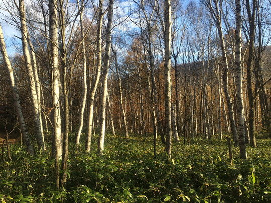 Yachiho Highland Natural Garden-佐久穗町必去景点