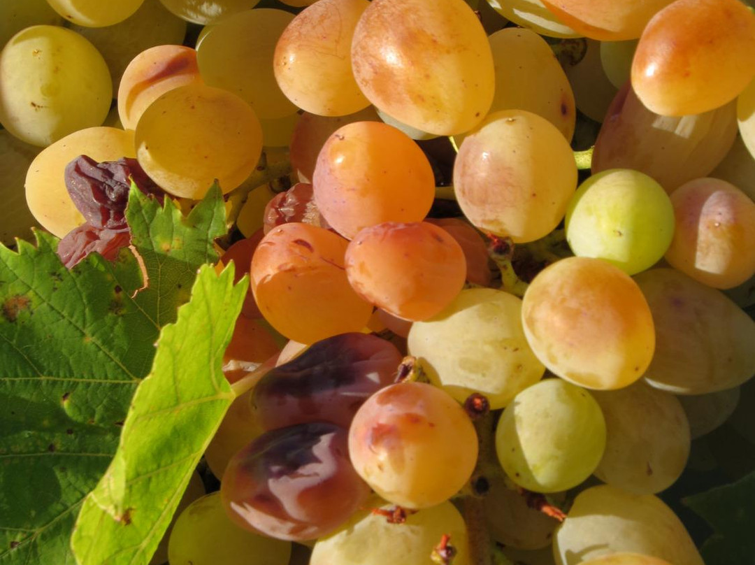 Guesthouse Slavka主图