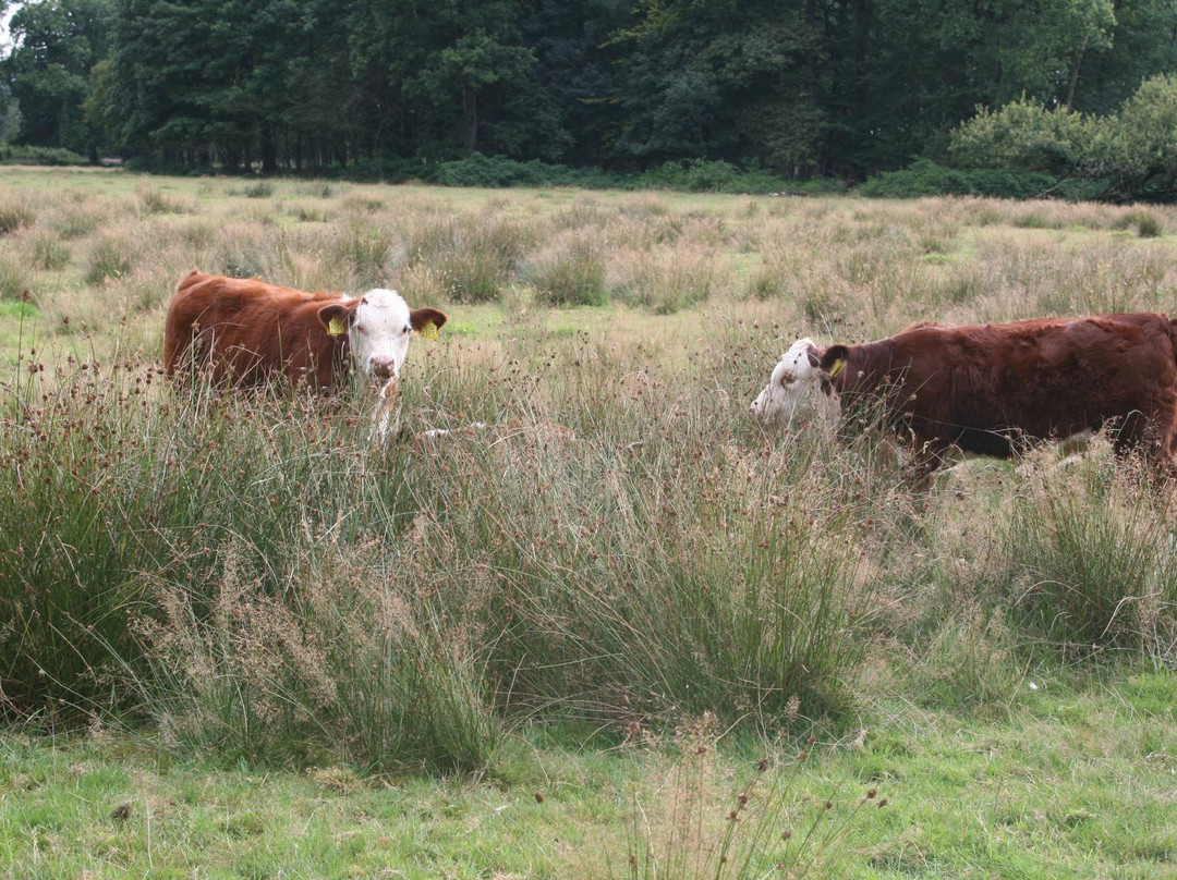 Haaksbergen旅游攻略图片
