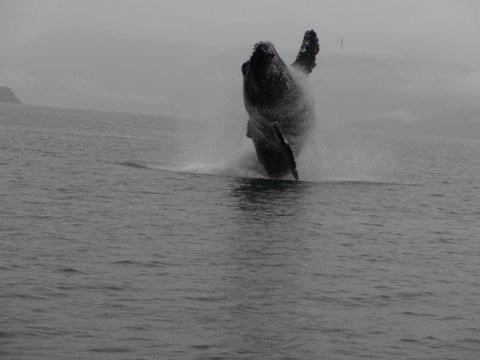 Dolphin Jet Boat Tours-朱诺必去景点