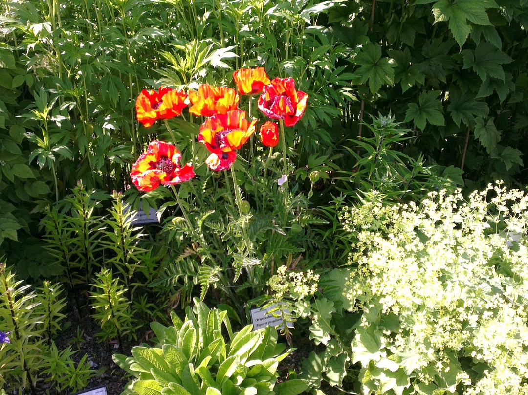 Ringve Botanical Gardens景点图片