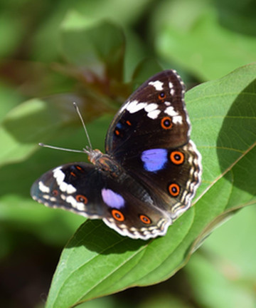 Zanzibar Butterfly Centre景点门票图片