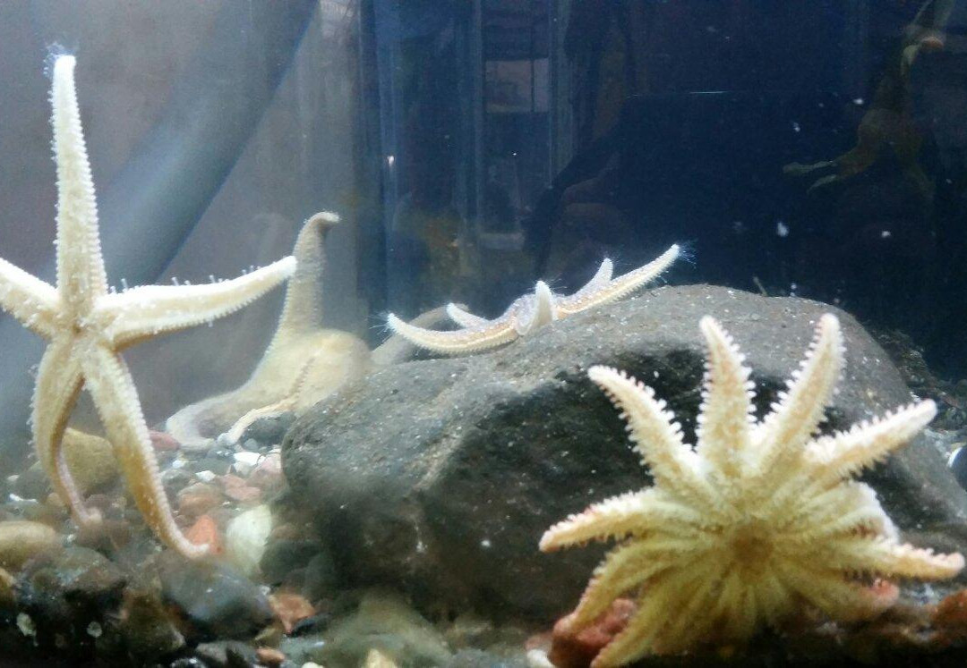 Mull Aquarium景点图片