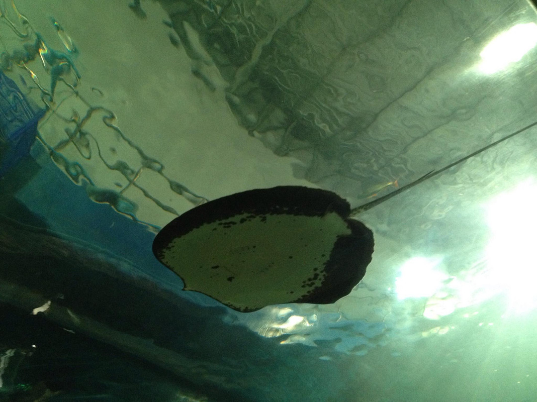 Si Sa Ket Aquarium-四色菊必去景点