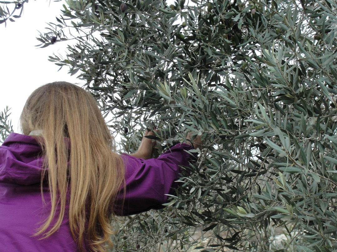 Canaan Fair Trade-Jenin必去景点