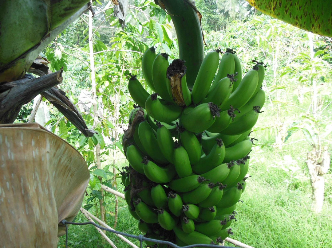 Pure Kona Green Market-库克船长必去景点