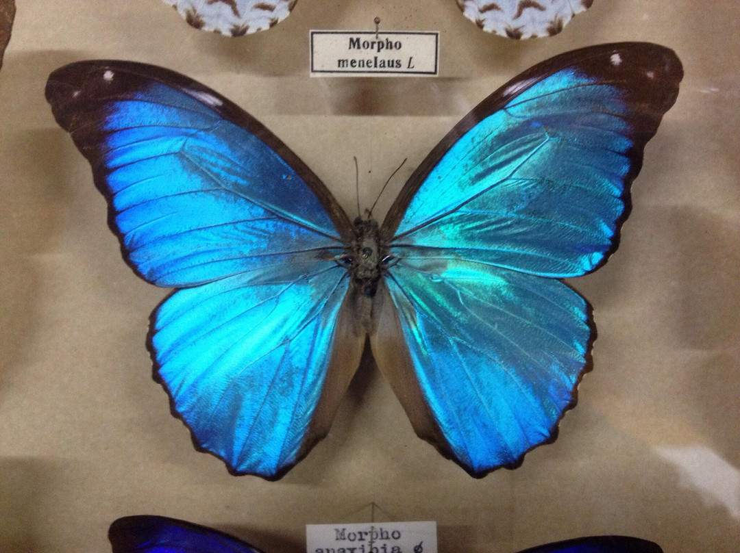 Vargeao旅游景点-Museu Entomológico Fritz Plaumann