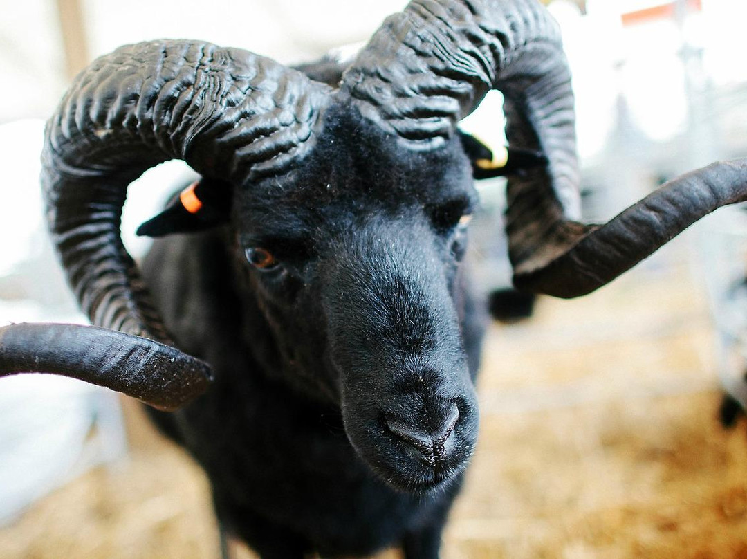 Claremont Showground-珀斯必去景点