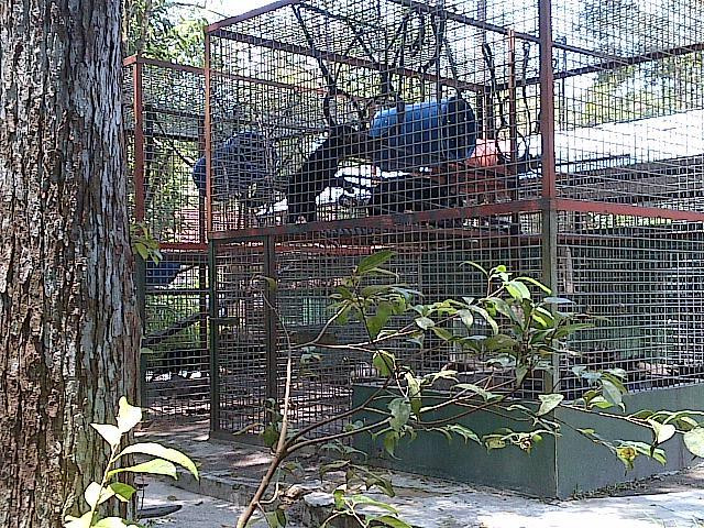 Kawasan Arboretum Nyaru Menteng-帕朗卡拉亚必去景点