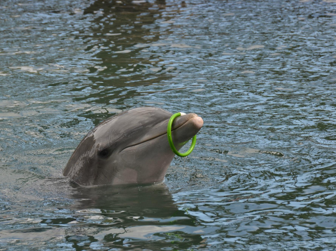 寻访海豚-瓦胡岛必去景点