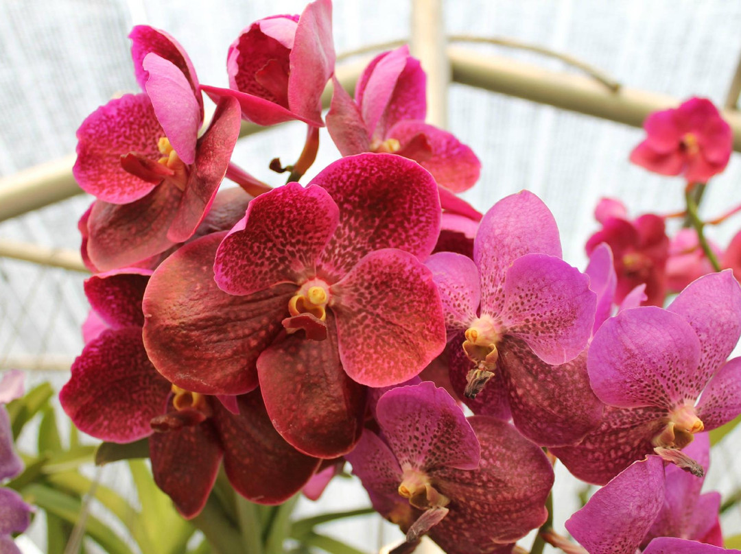 兰花和蝴蝶园-清迈必去景点