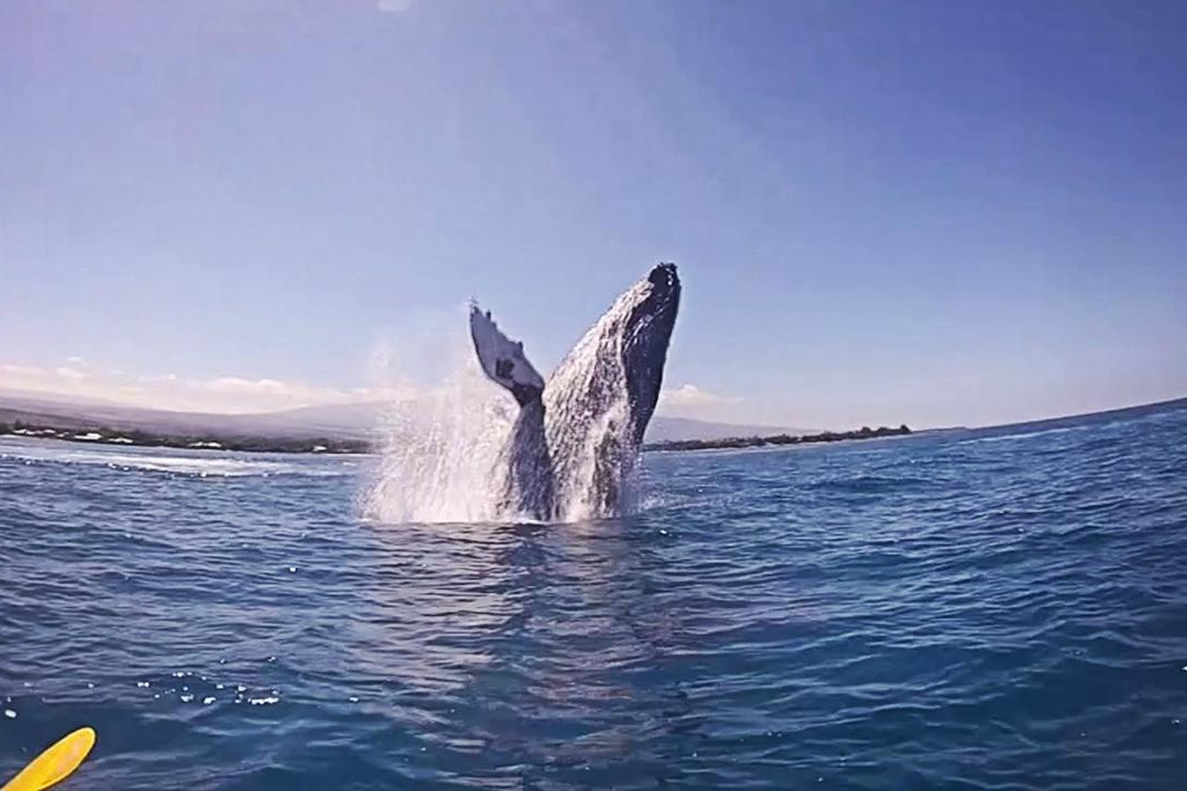 Kohala Kayak Club景点图片