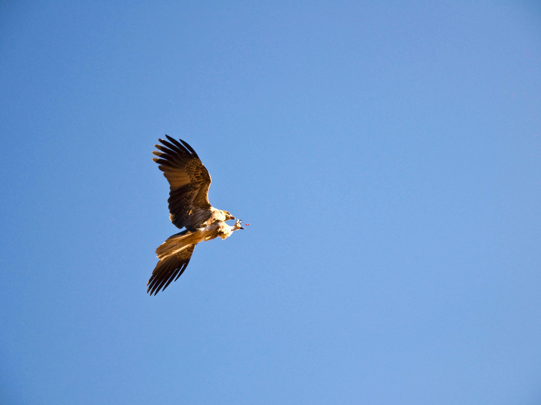 Alice Springs Desert Park-爱丽斯泉必去景点