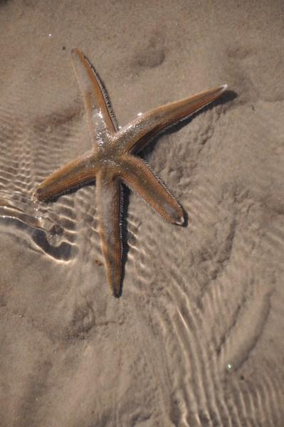 帕德里岛国家海滨-科珀斯克里斯蒂市必去景点