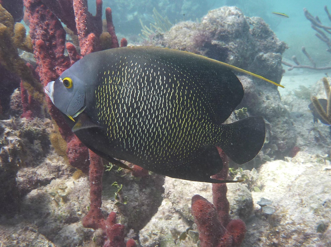 The Ojo de Agua-从莫雷洛斯港必去景点