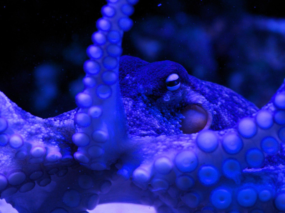 Solitary Islands Aquarium景点图片